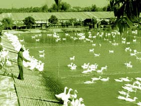 Poultry farming according to biosafety method