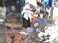 Poultry slaughter in Ho Chi Minh City: Many worries!