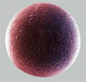 Powdered eggs, mixed with sperm when wanting to conceive
