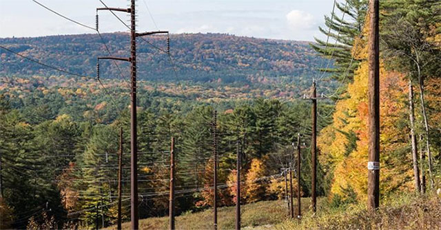 Power lines make honey bees more violent