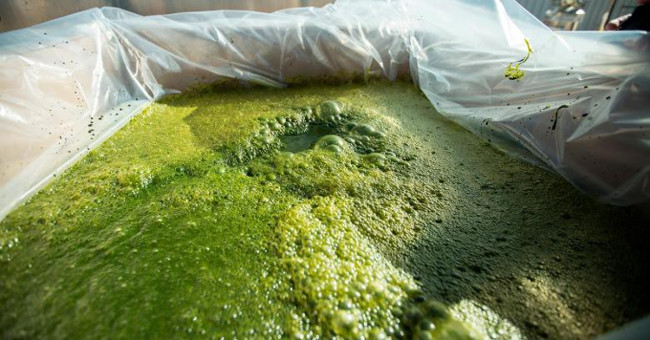 Practice eating algae immediately, because it will be the main food of the future