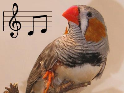 Practice improving skills in singing birds