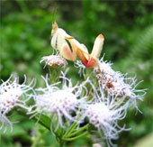 Praying Mantis prey with a flower-like shape