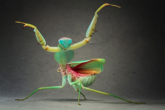 Praying Mantis show off kung-fu