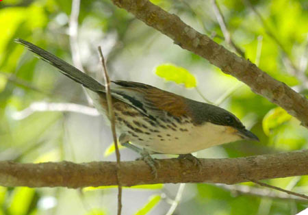 Precious birds appear in Lam Dong