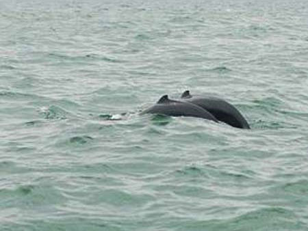 Precious dolphins appear in Kien Giang