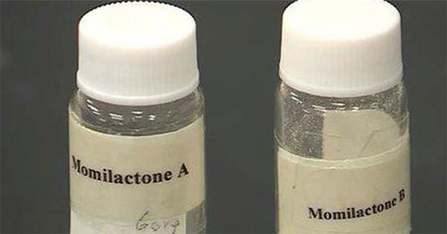 Precious substances from rice cause cancer cell death