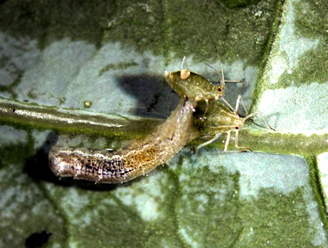 Predatory insects are beneficial for the farm