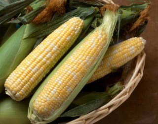 Predict the quality and yield of sweet corn by the new crop model