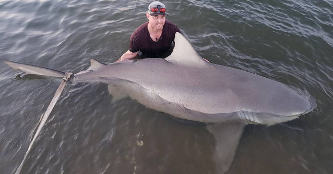 Pregnant bull sharks are 3m long and bite on Australian rivers
