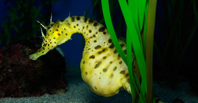 Pregnant male fish - Seahorse