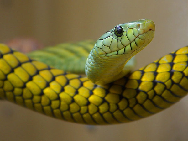 Pregnant women are very good at detecting snakes