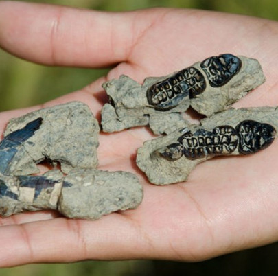 Prehistoric beavers used to dominate the world after the dinosaur era