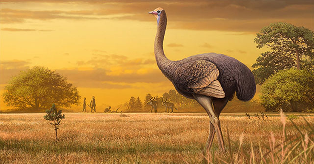 Prehistoric birds weigh half a ton and 3.5 meters high