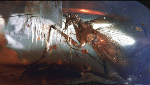 Prehistoric cockroaches look like mantis