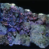 Prehistoric Europeans like to eat spicy