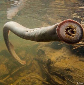 Prehistoric monsters reappear in English rivers