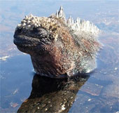 Prehistoric reptiles are present in the middle of the sea