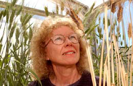 Preliminary genes help create salt-tolerant wheat