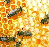 Prepare a bee sperm bank