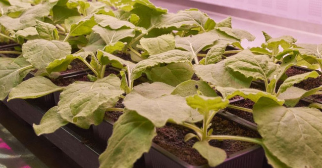 Prepare vaccines from green plants, why not?