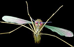 Prepare vaccines to prevent malaria by ... mosquitoes!