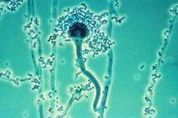 Preparing drugs for treating cancer from fungi