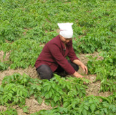 Preparing products from bacteria helps increase peanut yield