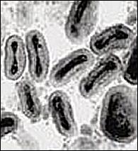Preparing vaccines against smallpox from plants