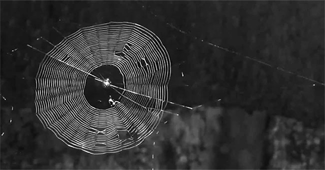 Preparing vaccines based on ... spider silk