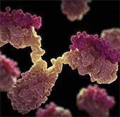 Present the world's first artificial antibody