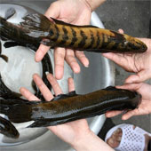 Preservation and successful development of rare and precious species of catfish