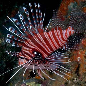 Preserve nature with 'arowana dishes'