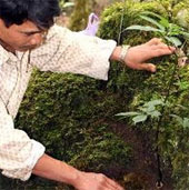 Preserving and developing Ngoc Linh ginseng in Kon Tum