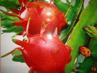 Preserving dragon fruit