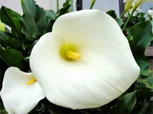 Preserving flowers