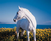 Preserving genes and breeding white horses