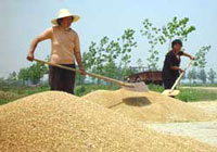 Preserving household-sized paddy