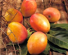 Preserving mangoes and labels