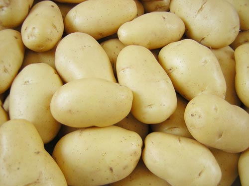 Preserving potatoes with dry sand