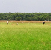 Preserving unique heavenly rice varieties in Tram Chim National Park
