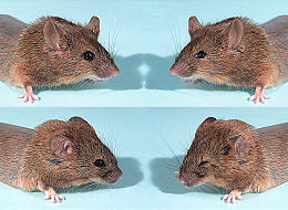 Prev reverse evolution in mice.