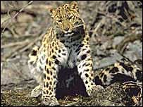 Prevent animals from extinction