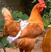 Prevent disease for chickens by closing diapers