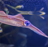 Prevent the impact of chemical weapons by squid