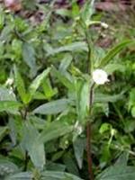 Preventing and treating dengue fever with male medicine