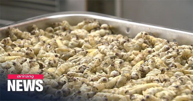 Prevention and treatment of Alzheimer's disease thanks to dried silkworm powder?