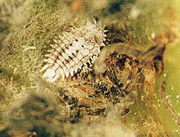 Prevention of pepper and coffee mealy bugs