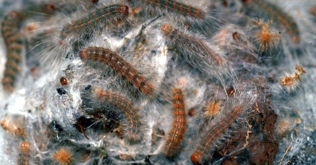 Prickly before the worm turns everything into ... 'Egyptian mummy'