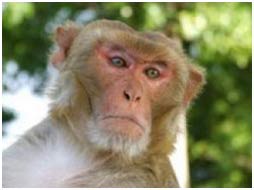 Primate animals look at reasonable action on other subjects